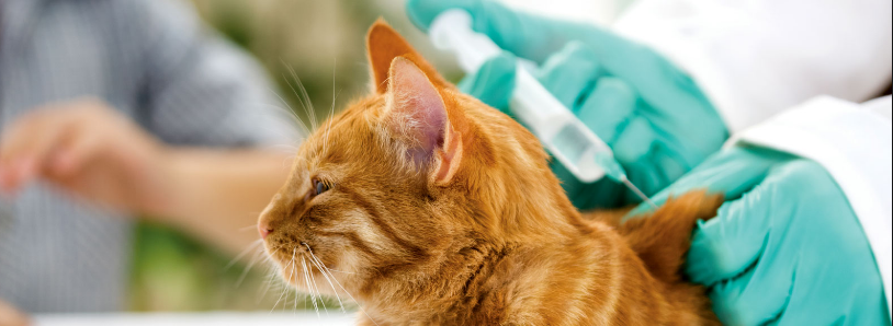 Cat Vaccination Cost