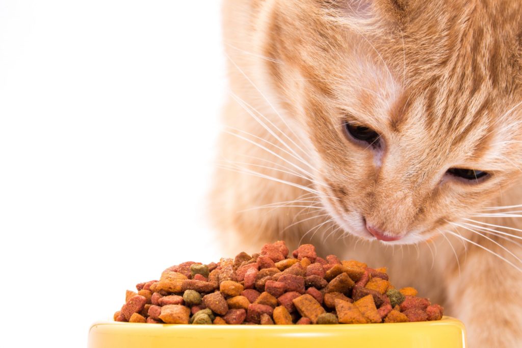 best natural pet food