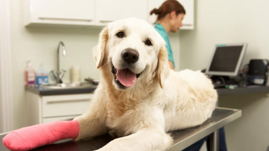 Why Do You Need Pet Insurance?