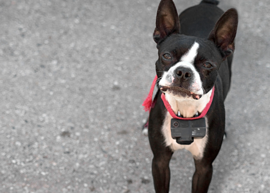 What are the Common Misconceptions about an Electric Dog Collar you don’t know?