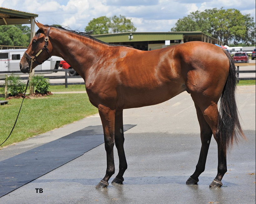 horses for sale in Melbourne