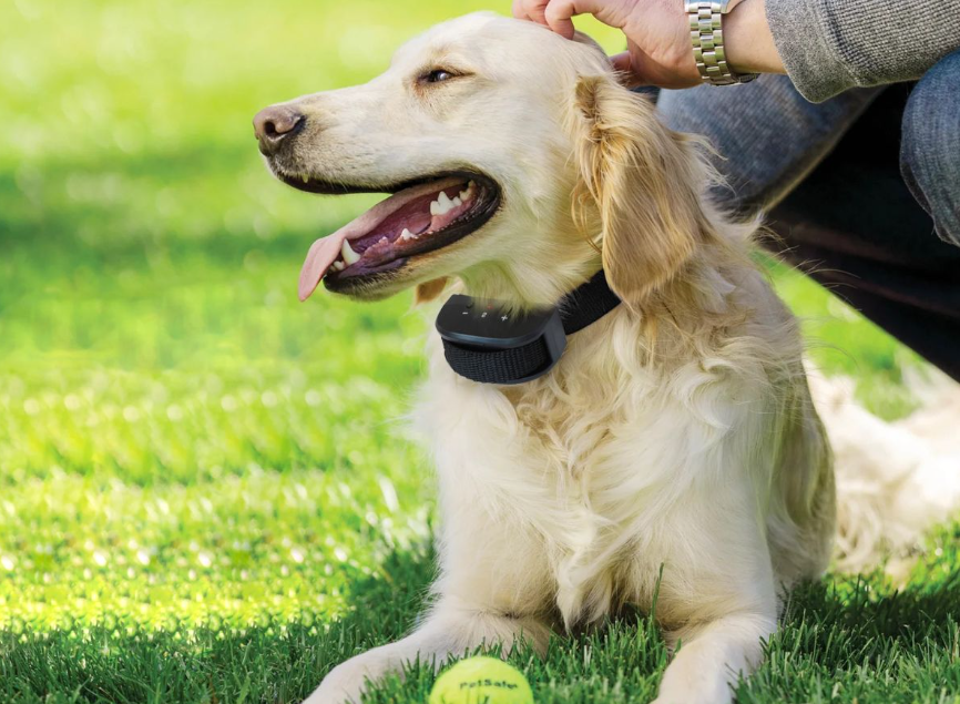Everything You Need To Know To Buy A Citronella Collar