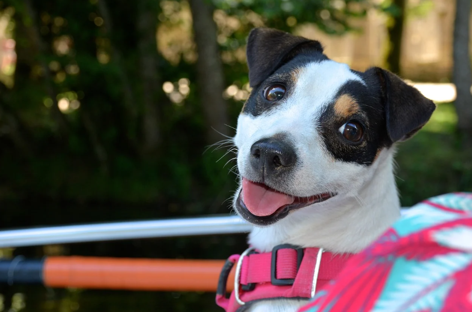 citronella collar