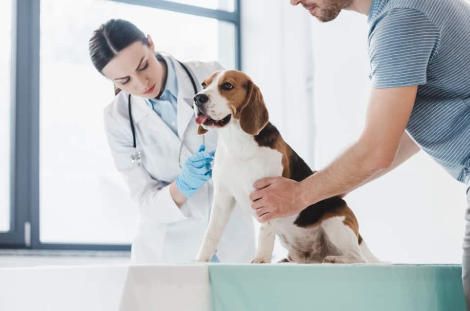 animal wellness care in Dunwoody GA