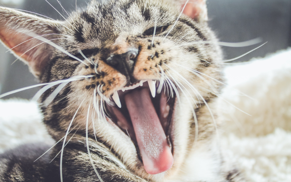 Unveiling the Secrets of Professional Cat Dental Care