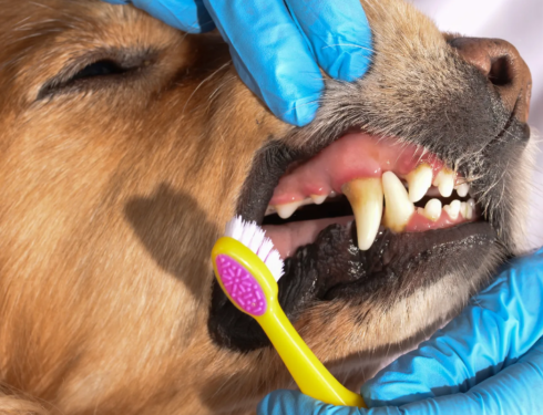 dog dentist cleaning