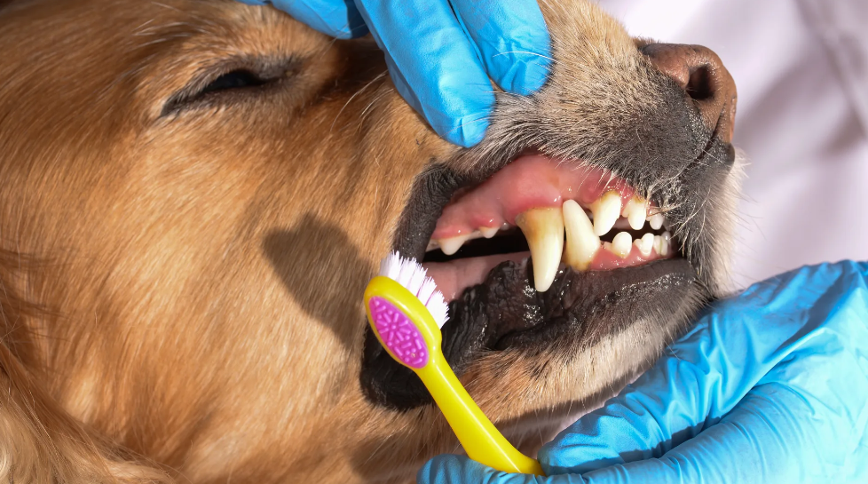 Ensure Oral Health Of Pets With Dog Dentist Cleaning Services