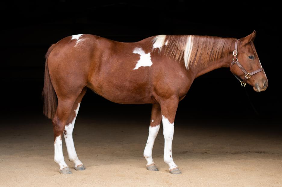 Strategic Benefits of Buying an Online Horse for Sale in VIC