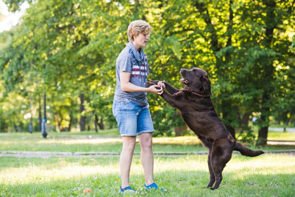 Combining Dog Obedience Training with Private Puppy Lessons for Lasting Results