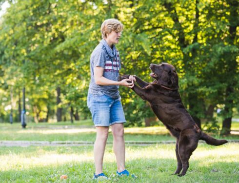 dog obedience training